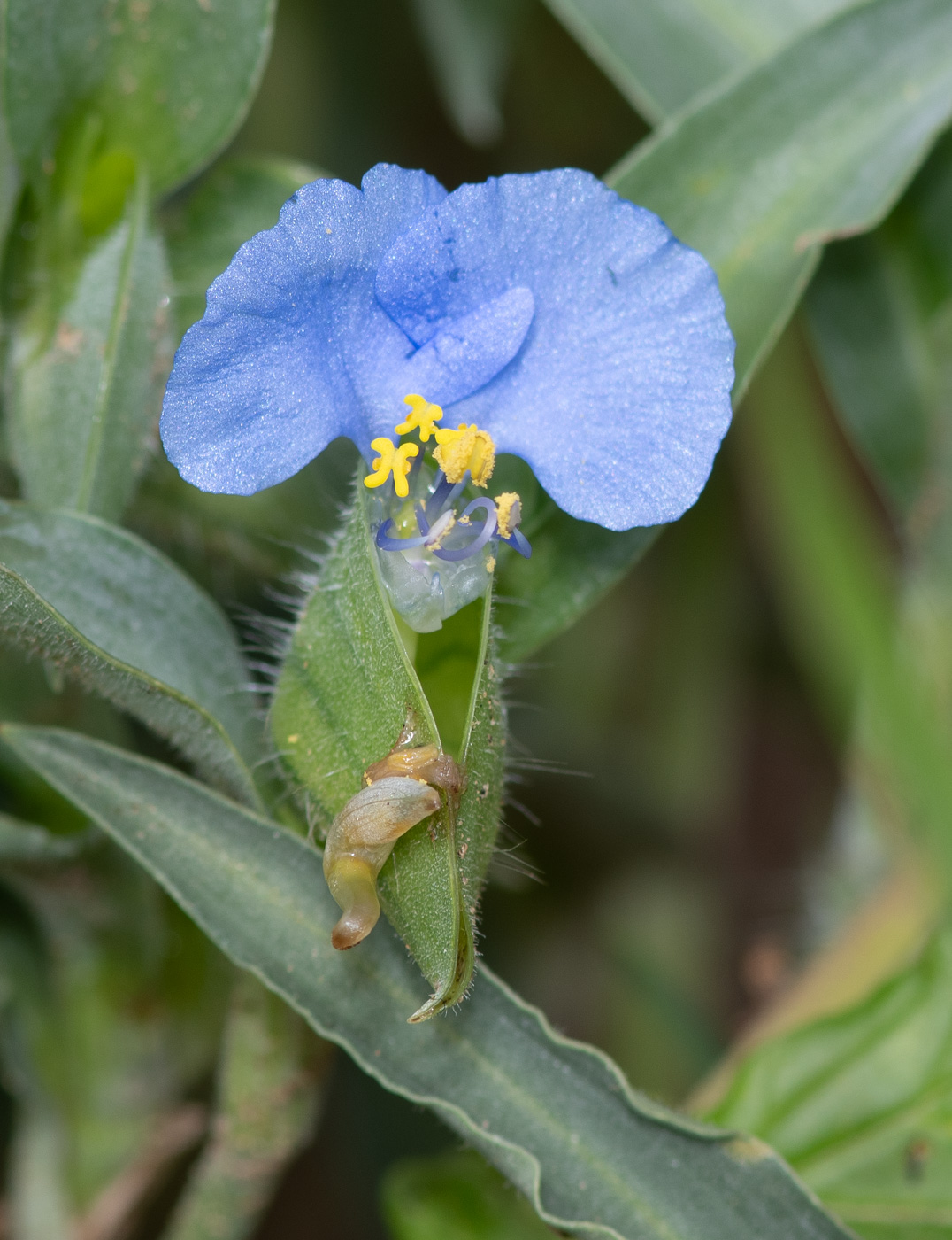 Image of Commelina erecta ssp. livingstonii specimen.