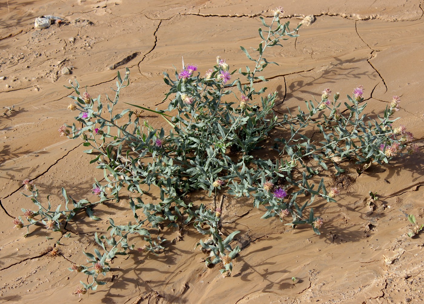 Image of Acroptilon repens specimen.