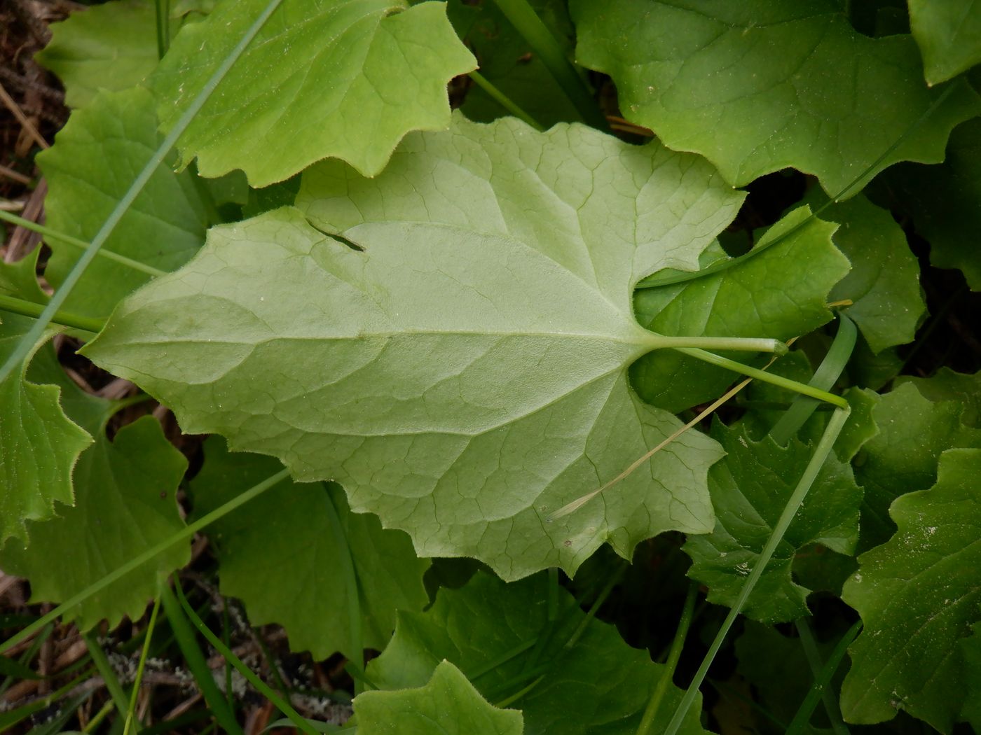 Изображение особи Doronicum carpaticum.