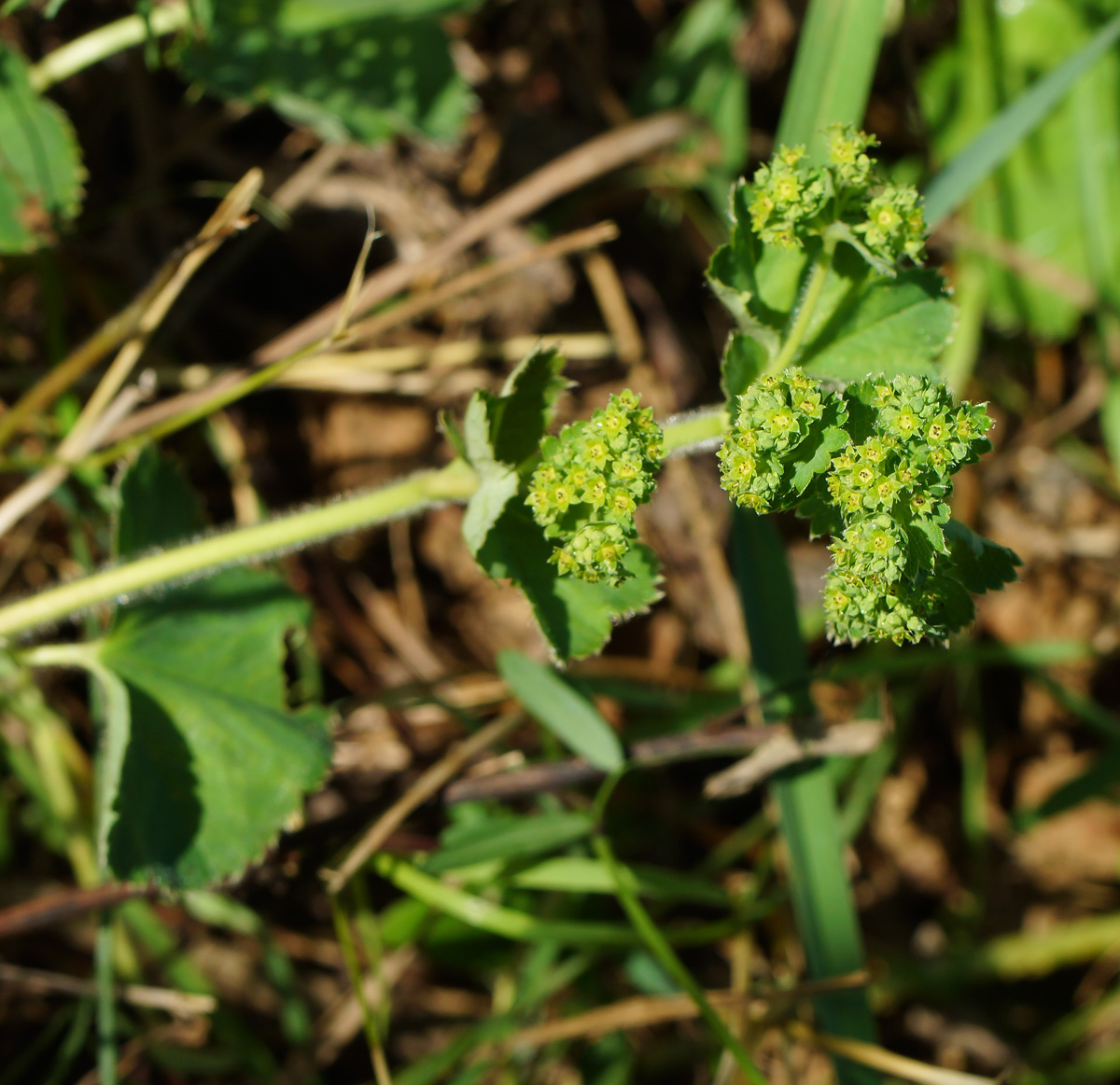 Image of genus Alchemilla specimen.