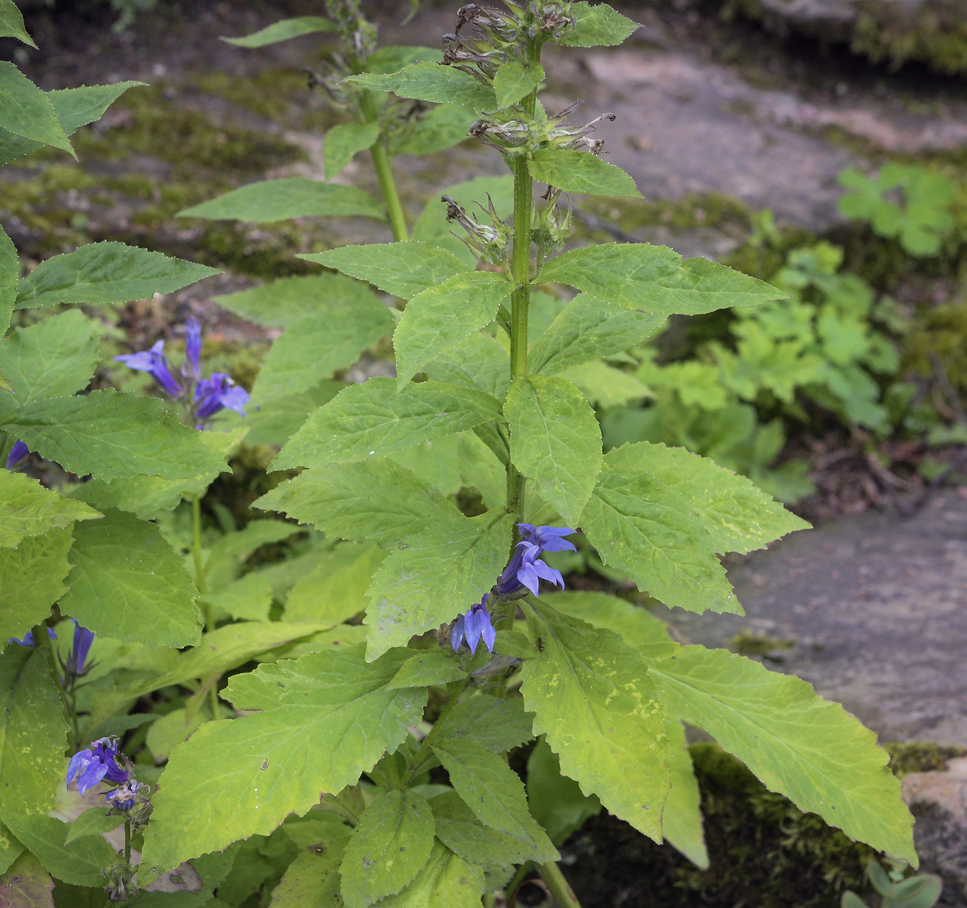 Image of Lobelia siphilitica specimen.