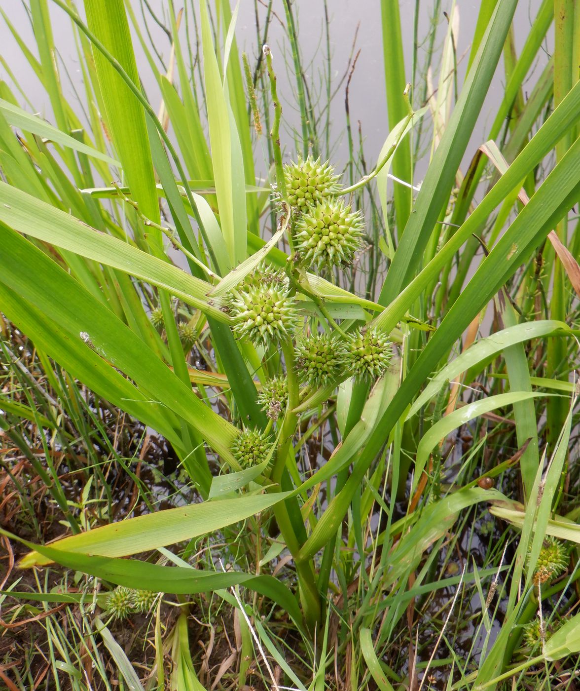 Image of Sparganium microcarpum specimen.