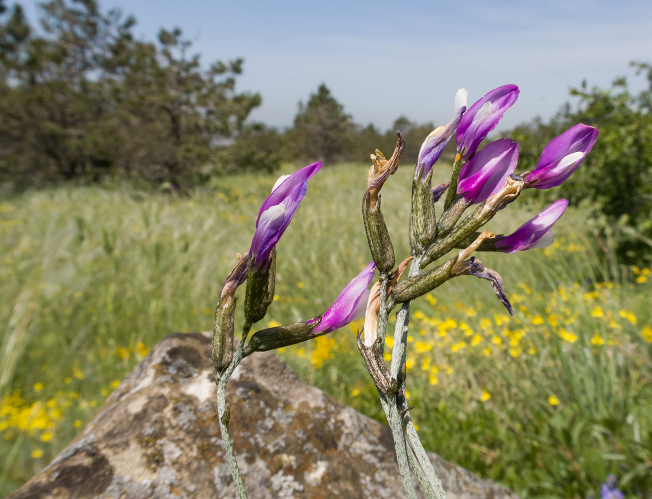 Изображение особи Astragalus subuliformis.