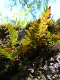 Polypodium vulgare. Спороносящее растение на скальном обнажении; видна нижняя сторона листьев с сорусами. Свердловская обл., окр. г. Североуральск, скалы Три Брата. 30.05.2010.