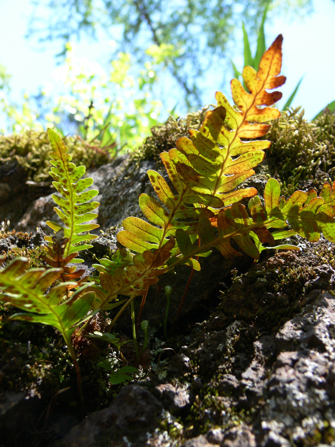 Image of Polypodium vulgare specimen.