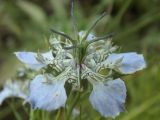 Смотреть изображение Nigella arvensis