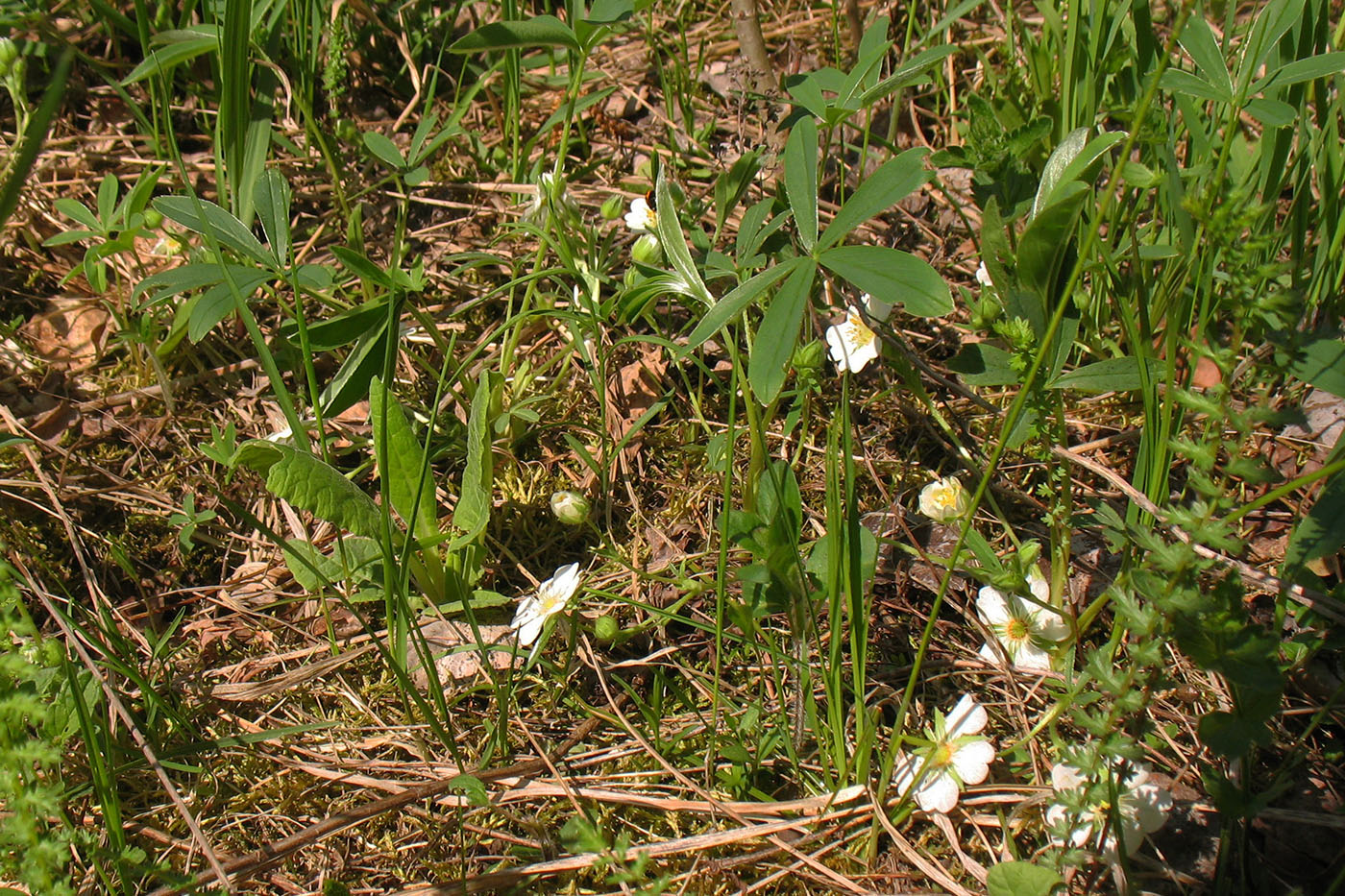 Image of Potentilla alba specimen.