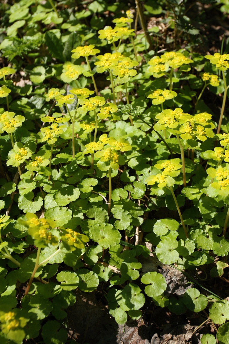 Image of Chrysosplenium alternifolium specimen.