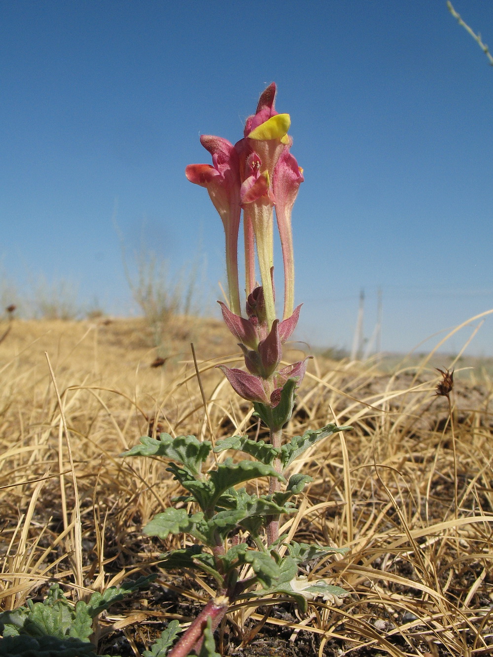 Изображение особи Scutellaria kurssanovii.