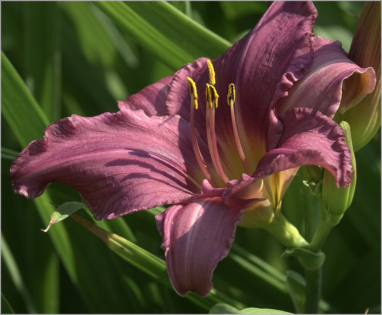 Изображение особи Hemerocallis &times; hybrida.