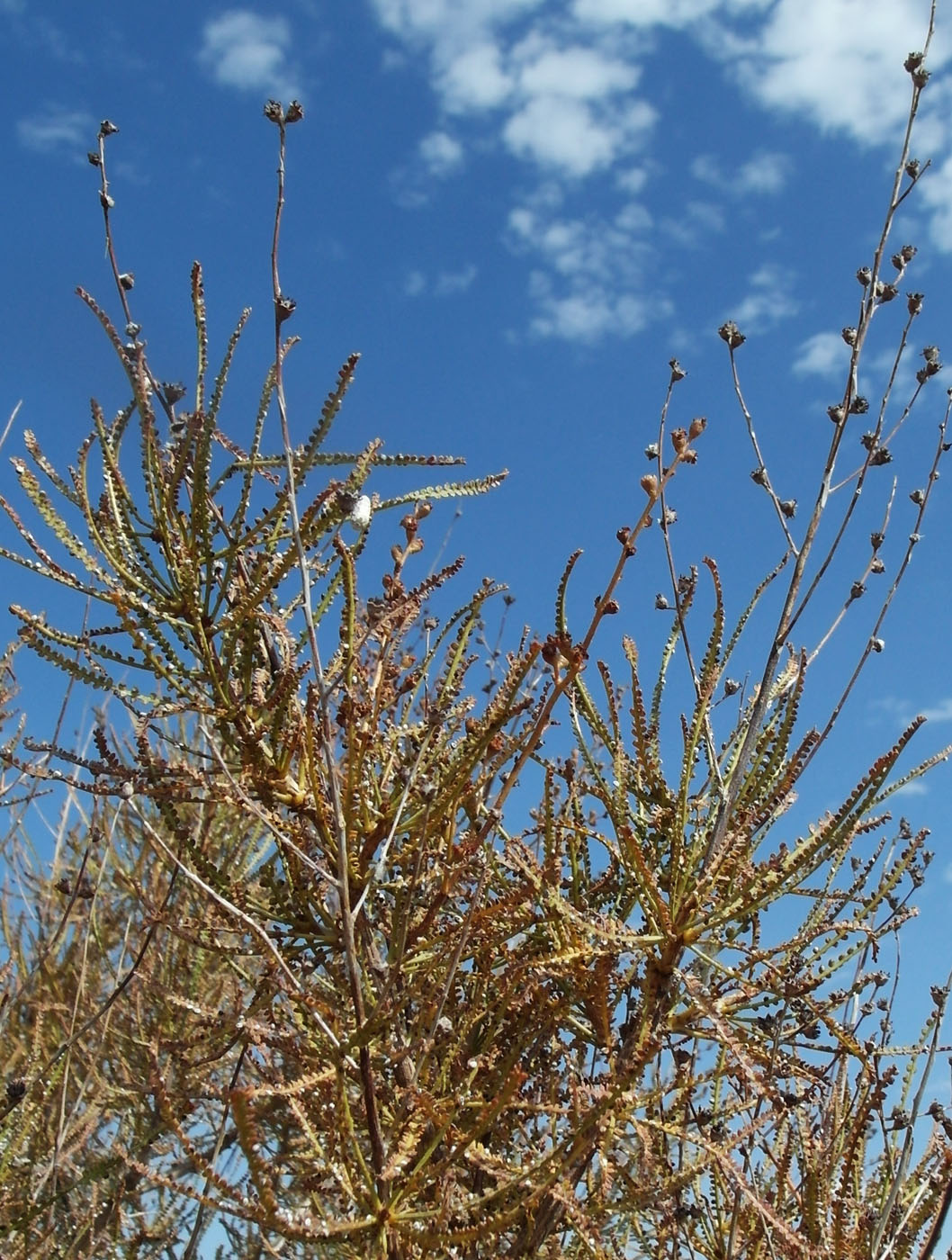 Image of Spiraeanthus schrenkianus specimen.