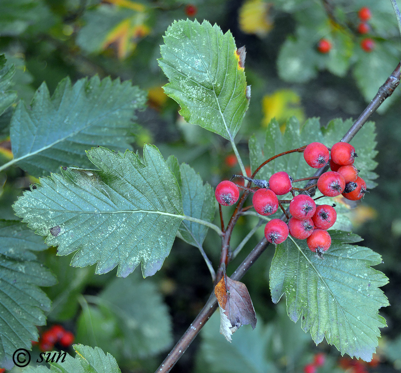 Изображение особи Sorbus intermedia.