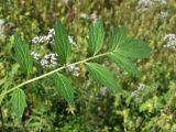 Valeriana transjenisensis