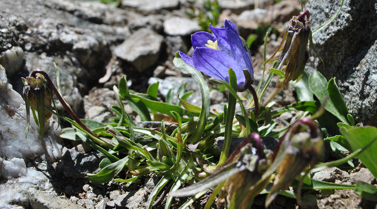 Image of Campanula saxifraga specimen.