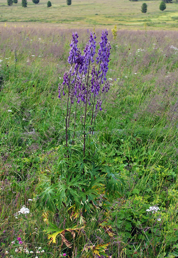 Изображение особи Aconitum leucostomum.