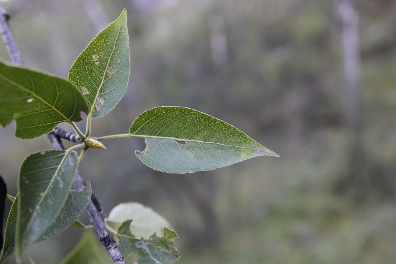 Image of Populus laurifolia specimen.