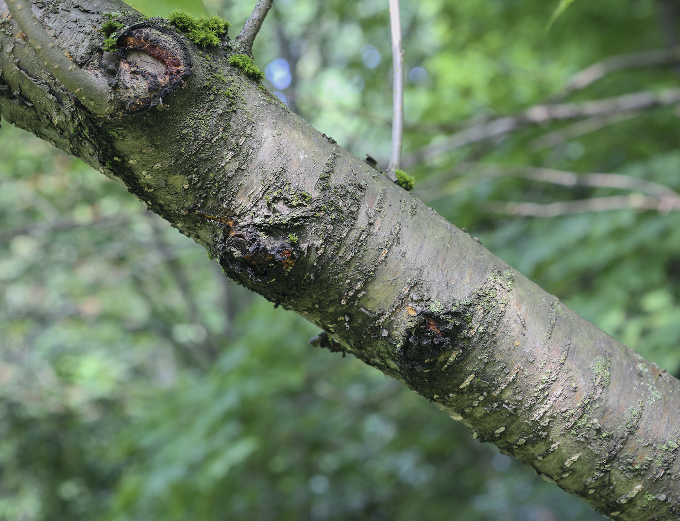 Изображение особи род Prunus.