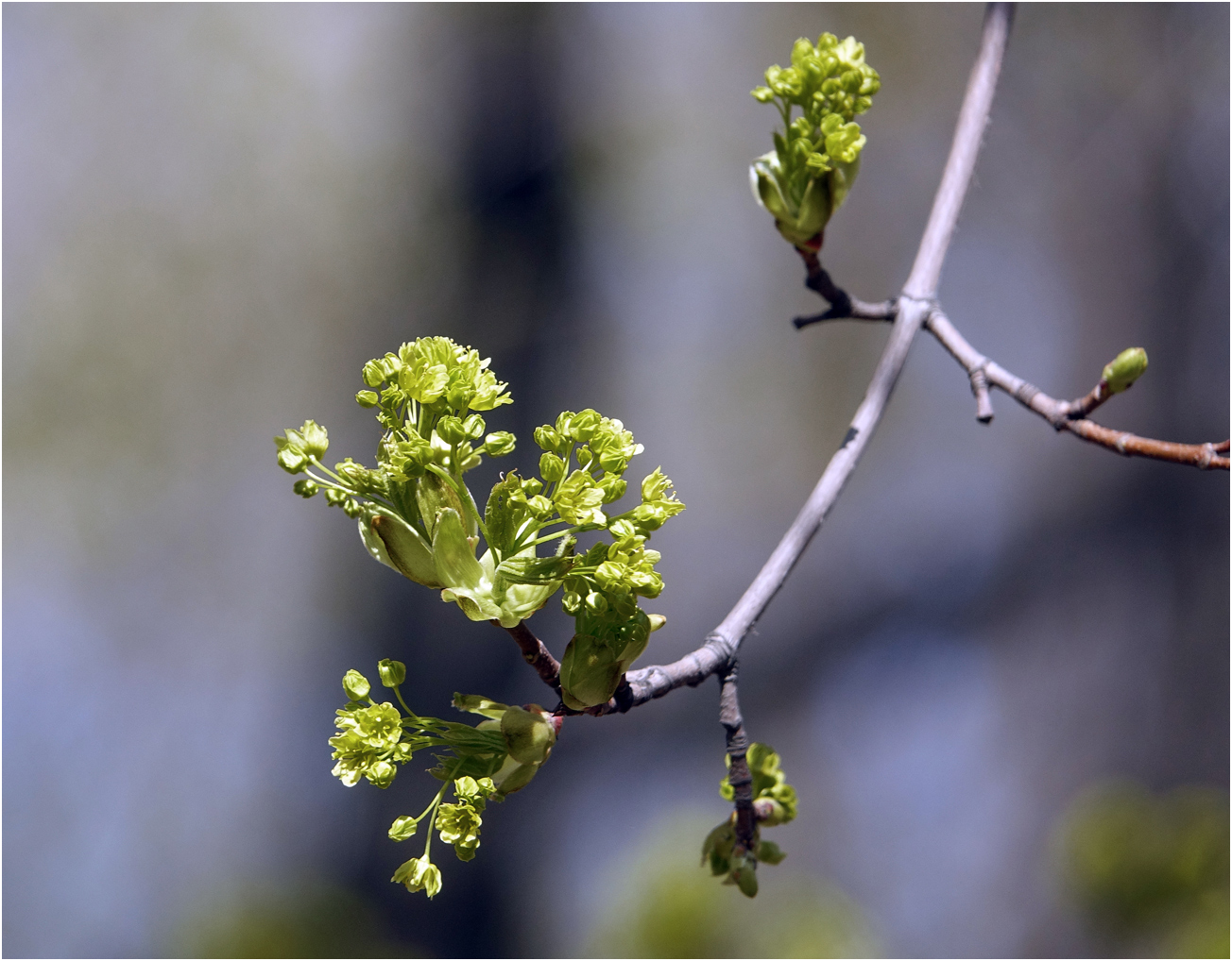 Изображение особи Acer platanoides.