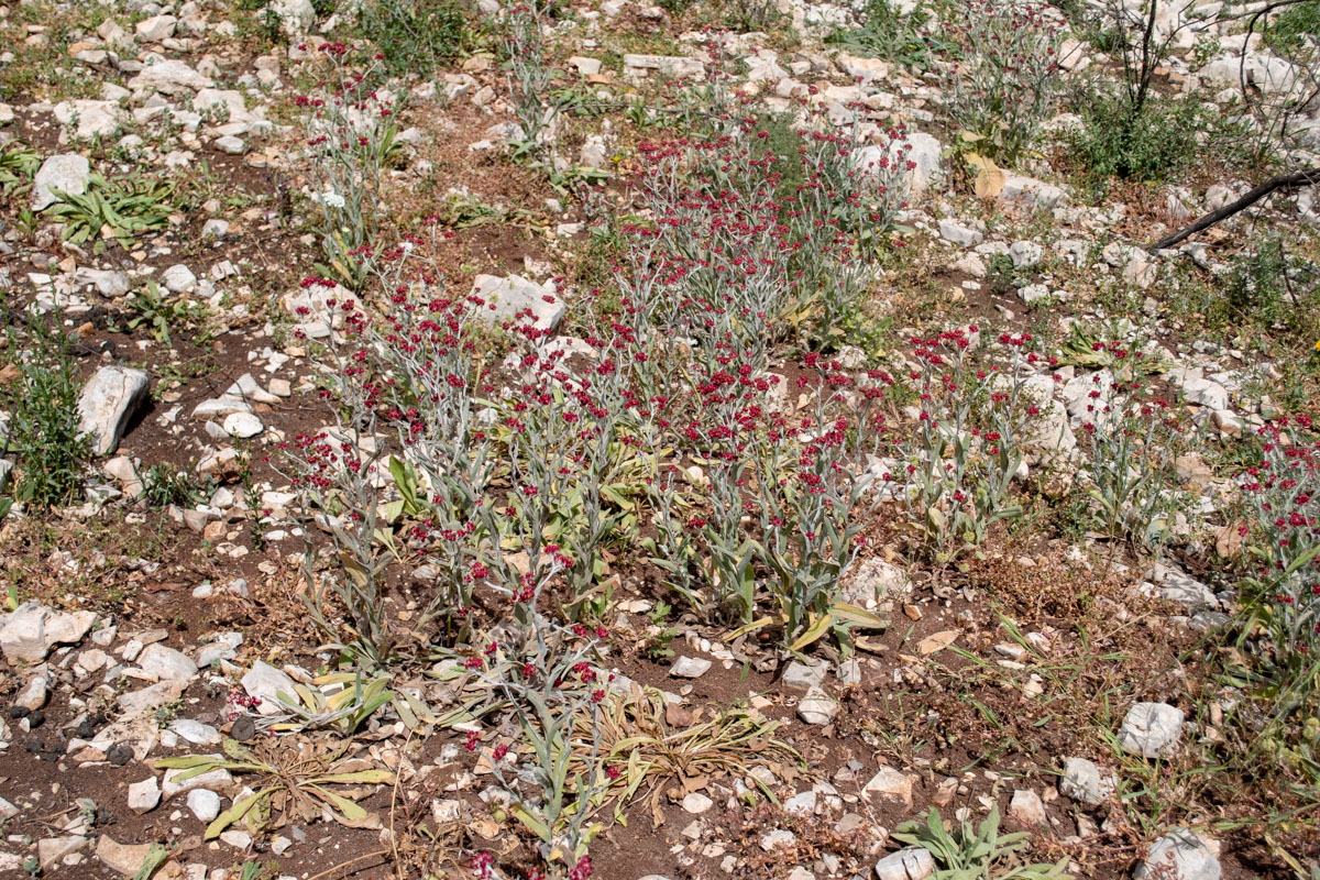 Изображение особи Helichrysum sanguineum.