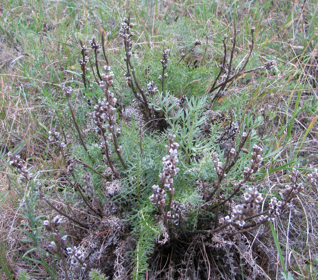 Изображение особи Pedicularis rubens.