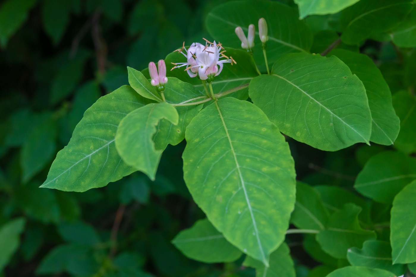 Изображение особи Lonicera orientalis.