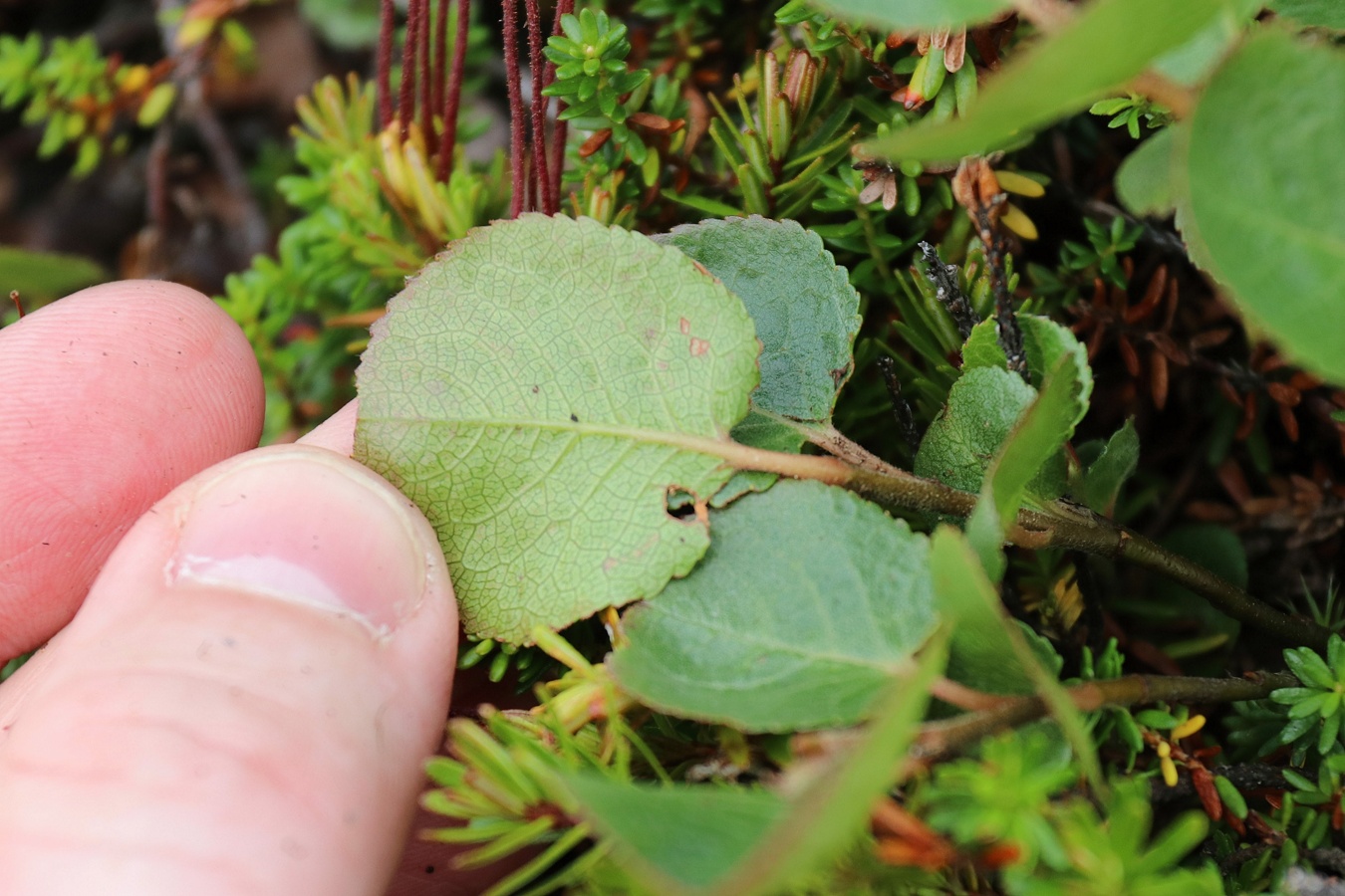 Изображение особи Salix herbacea.