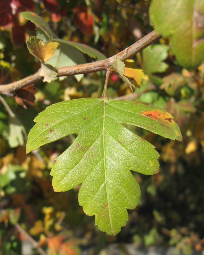 Image of Crataegus &times; media specimen.