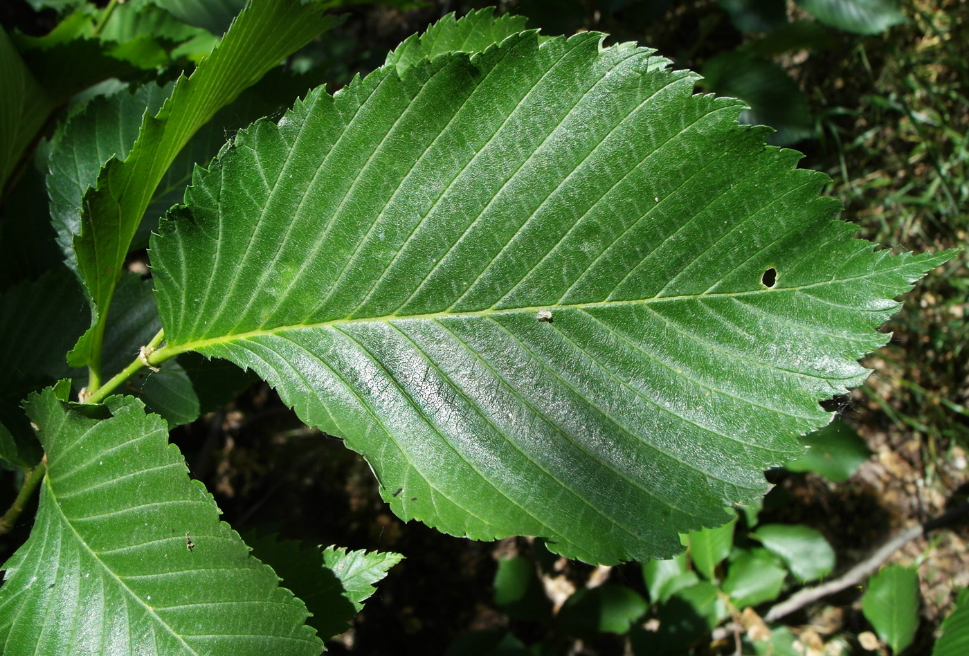 Изображение особи Ulmus laevis.