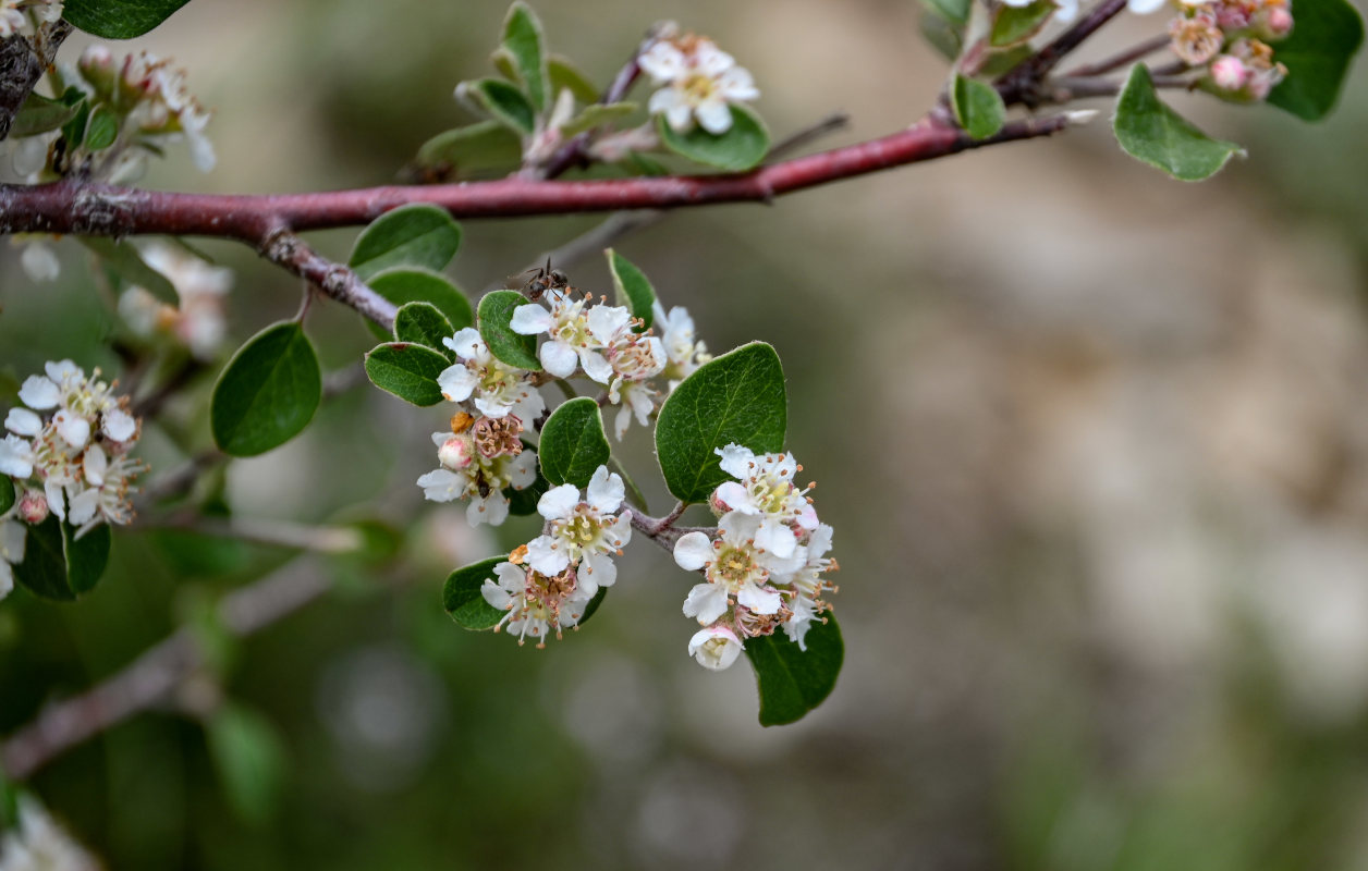 Изображение особи Cotoneaster integerrimus.