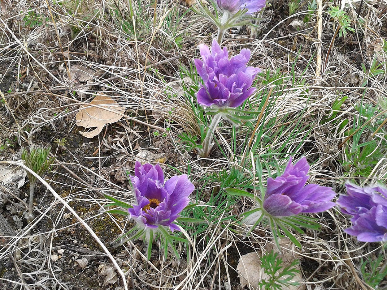 Изображение особи Pulsatilla archarensis.