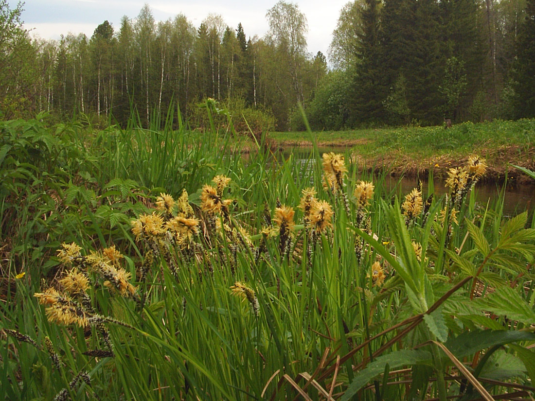 Image of Carex cespitosa specimen.