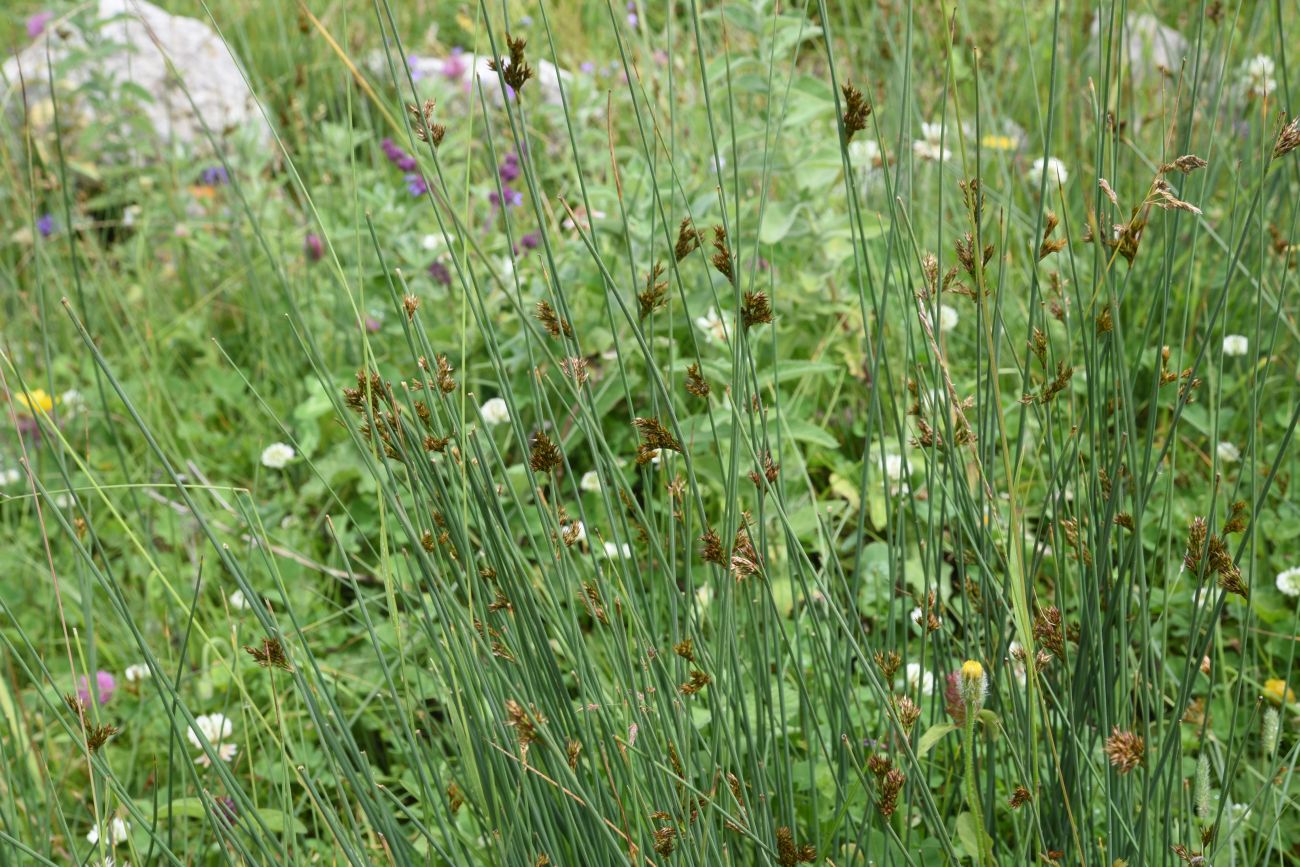 Image of Juncus inflexus specimen.