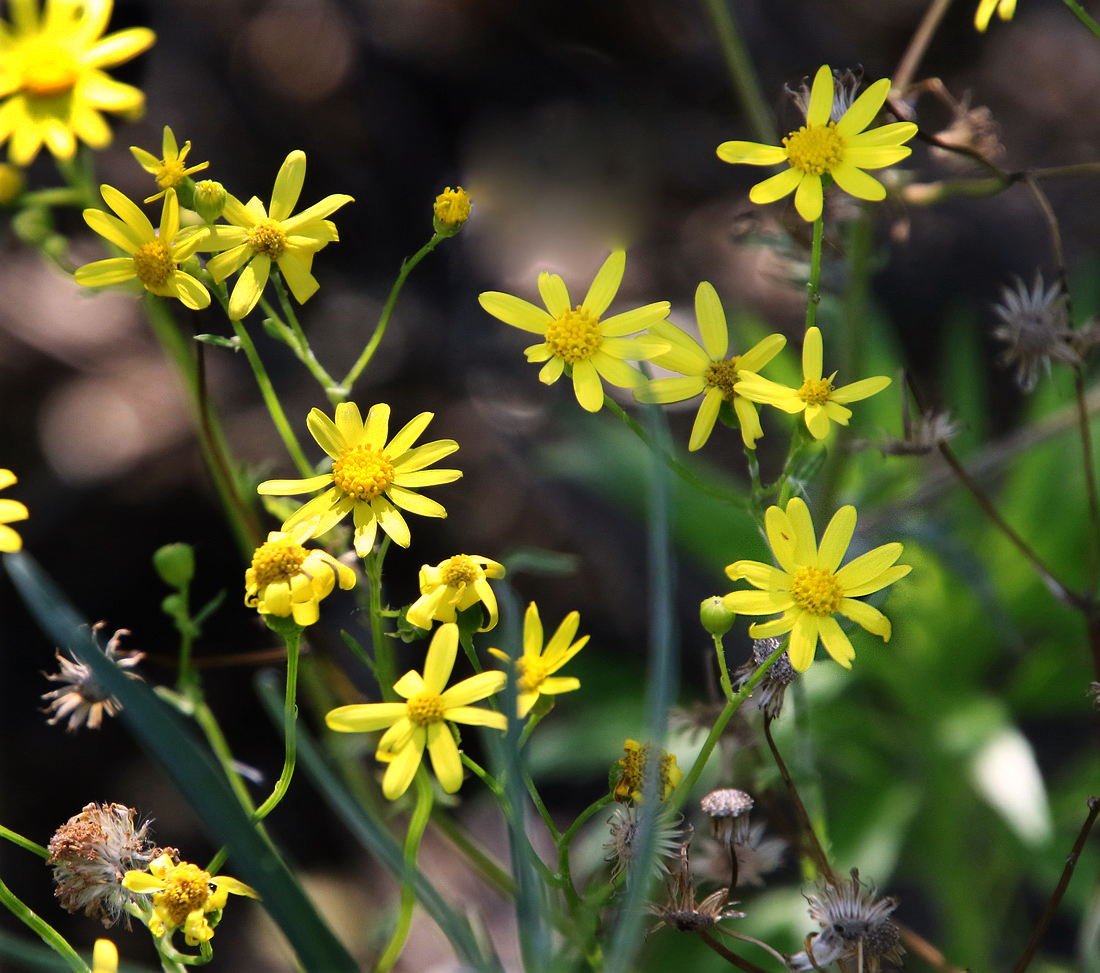 Image of Senecio vernalis specimen.