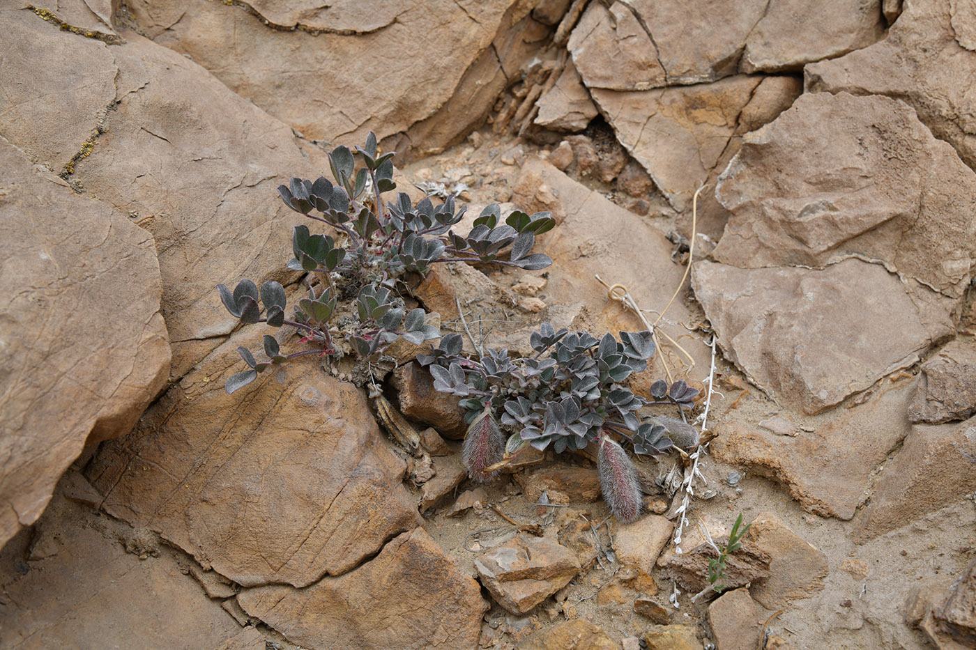 Изображение особи Astragalus subbijugus.