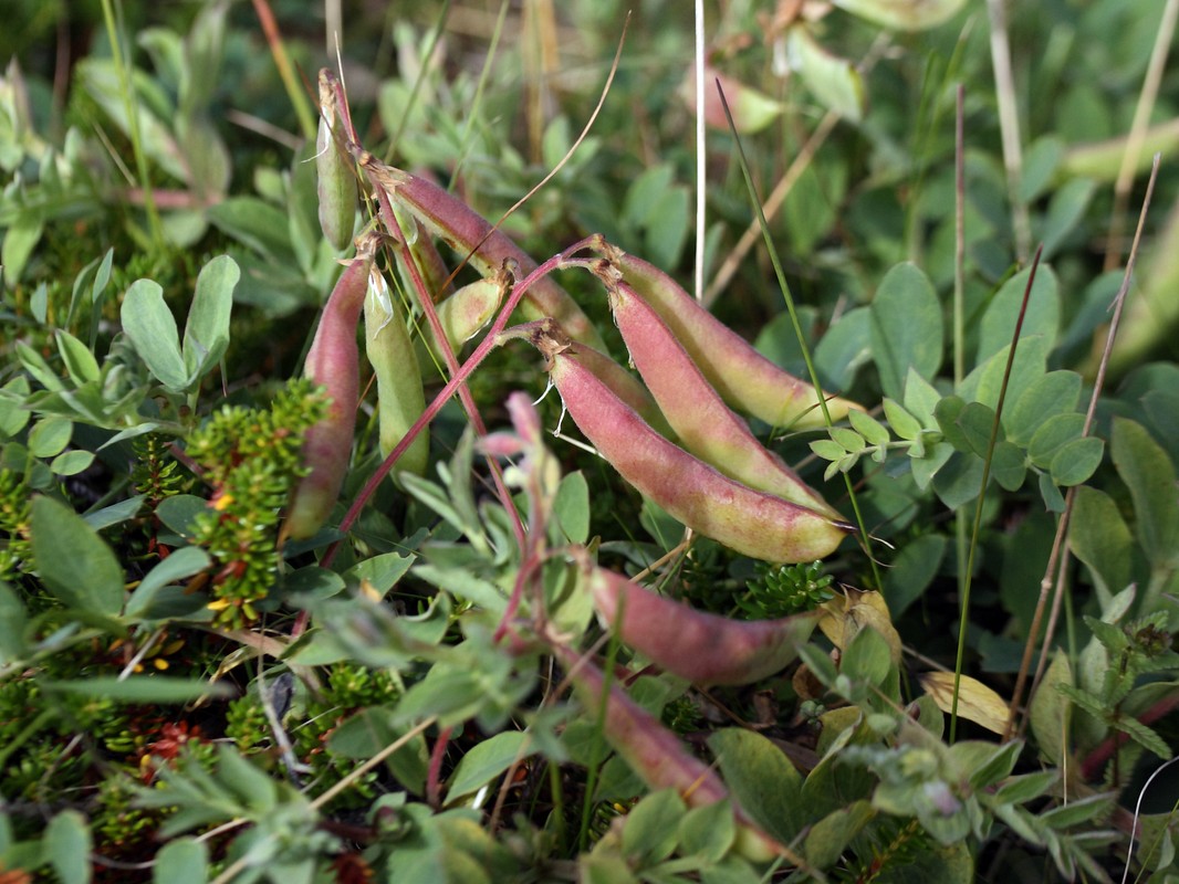 Image of Lathyrus japonicus ssp. pubescens specimen.