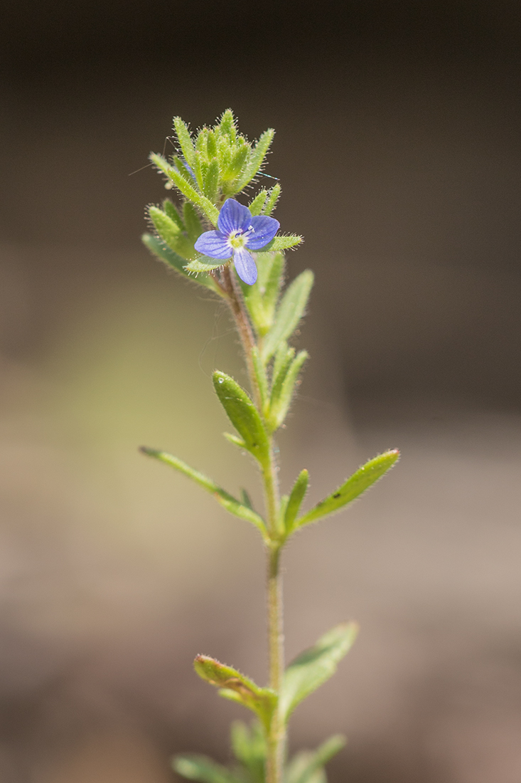 Image of Veronica dillenii specimen.