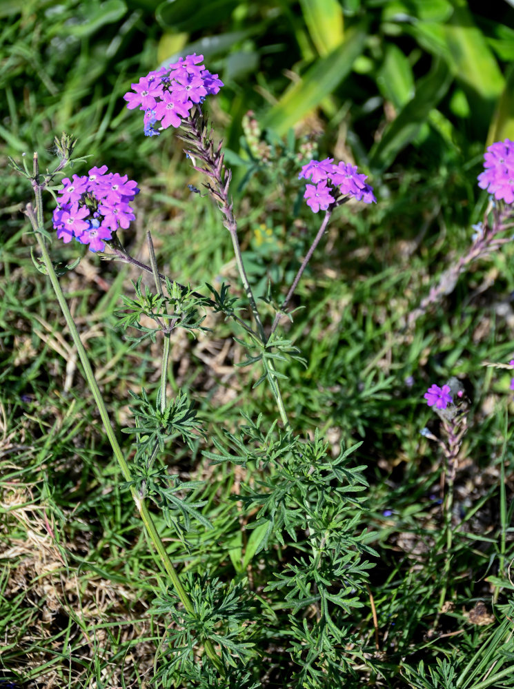 Image of Glandularia pulchella specimen.