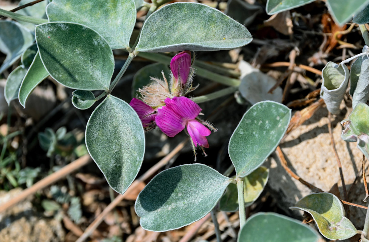 Изображение особи Hedysarum argyrophyllum.