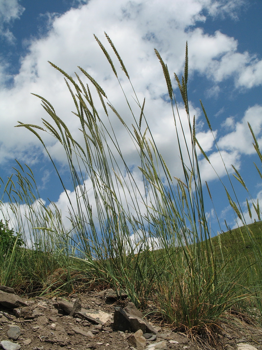 Image of Psathyrostachys juncea specimen.