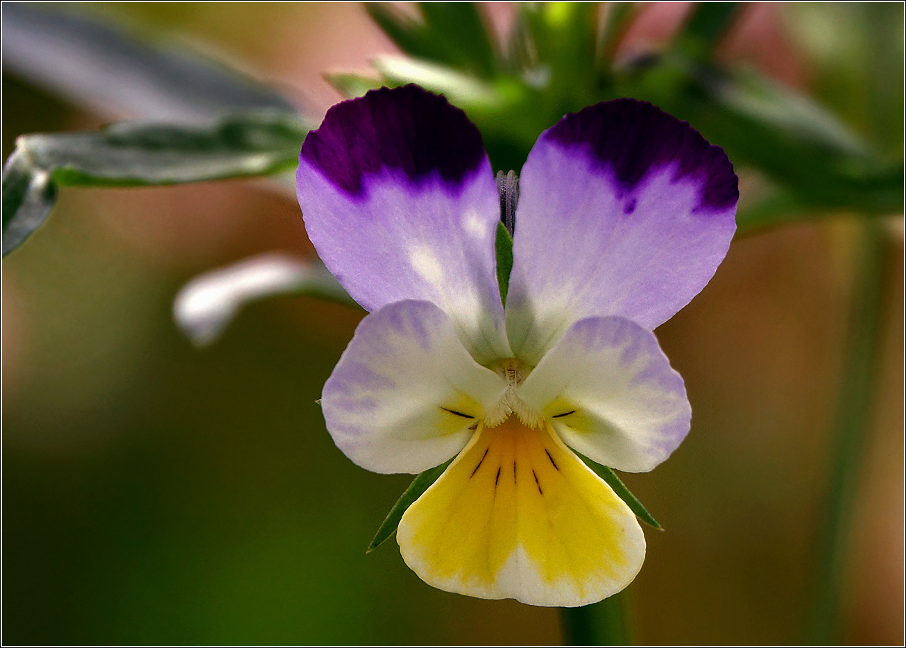 Image of Viola wittrockiana specimen.