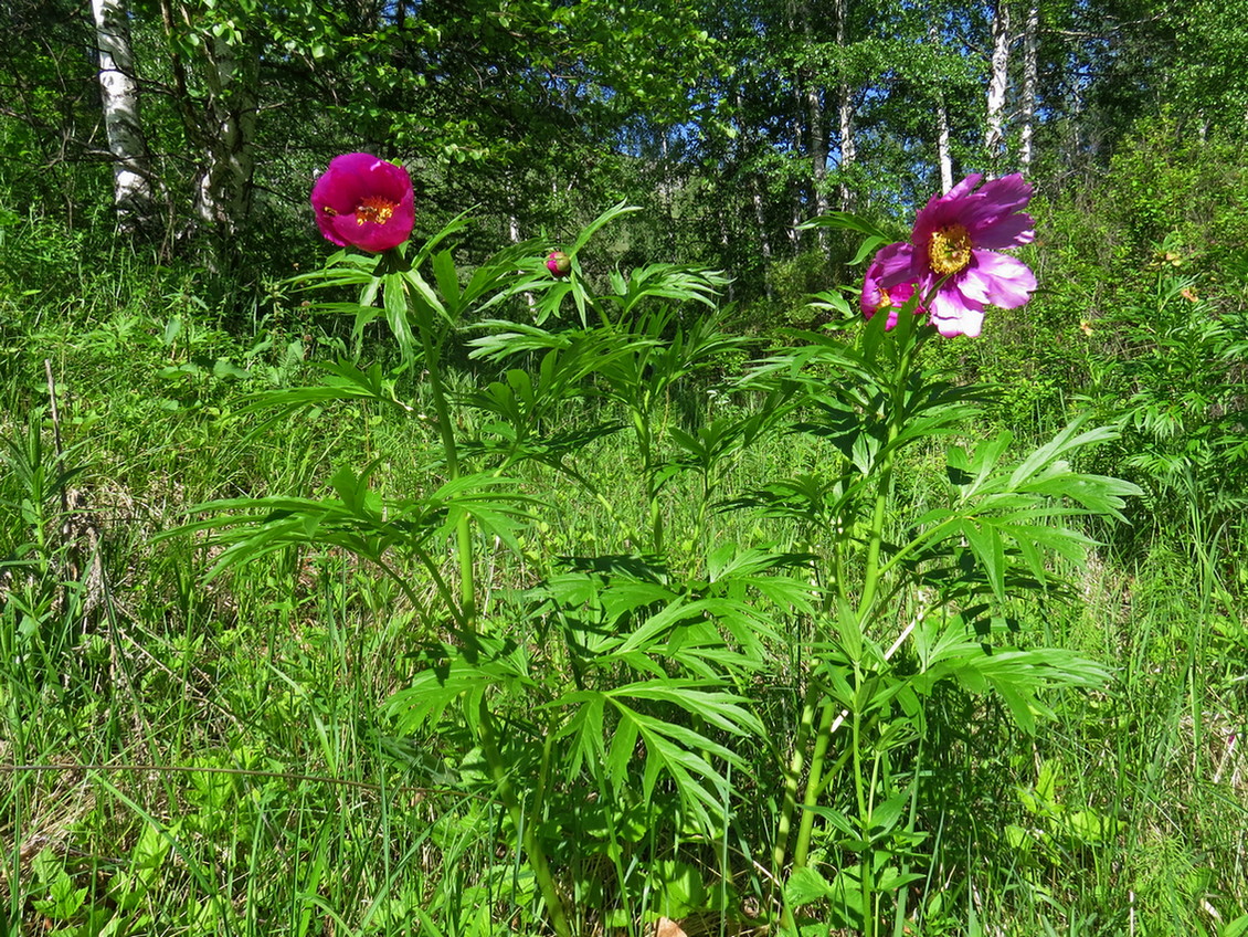 Image of Paeonia anomala specimen.