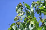 Betula ermanii. Верхушка ветви с соплодиями. Курильские о-ва, о-в Итуруп, долина р. Сторожевая, берёзовое редколесье. 20.08.2023.
