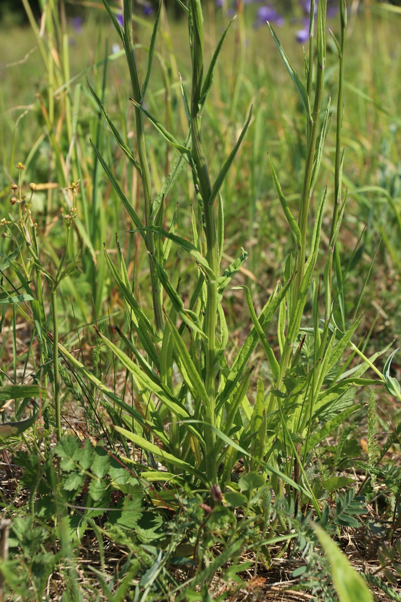 Image of Campanula persicifolia specimen.