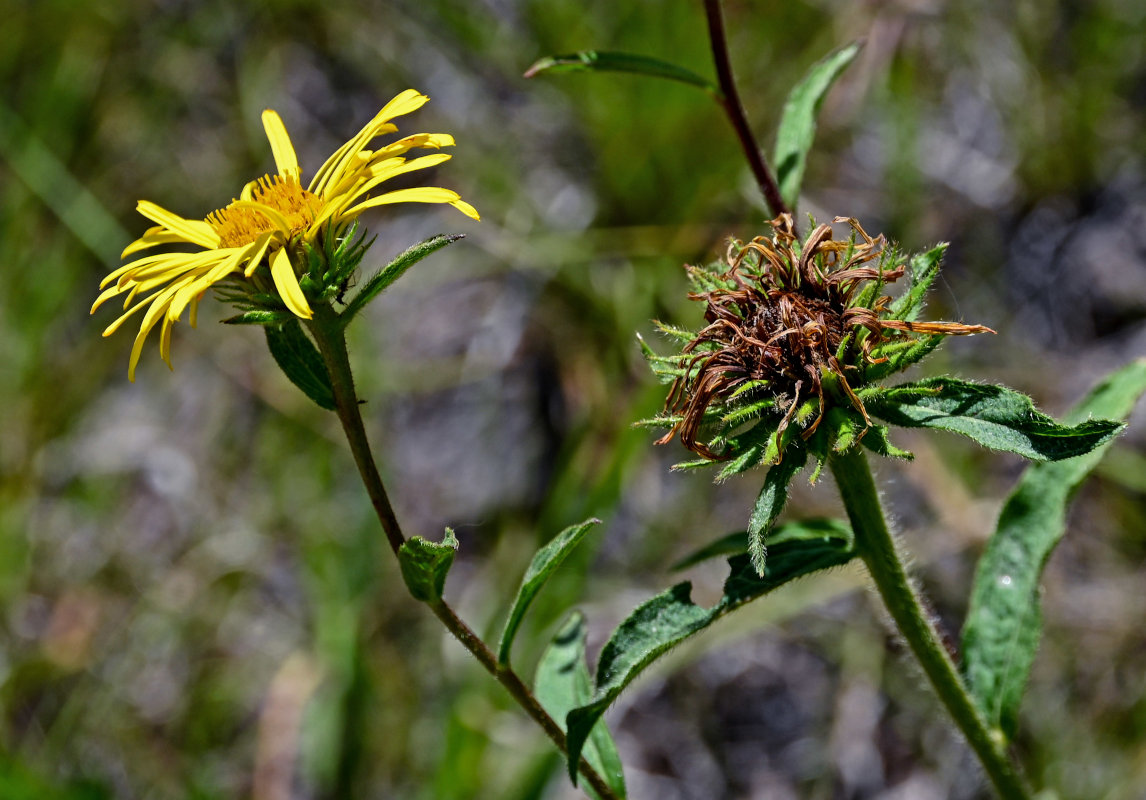 Image of Inula hirta specimen.