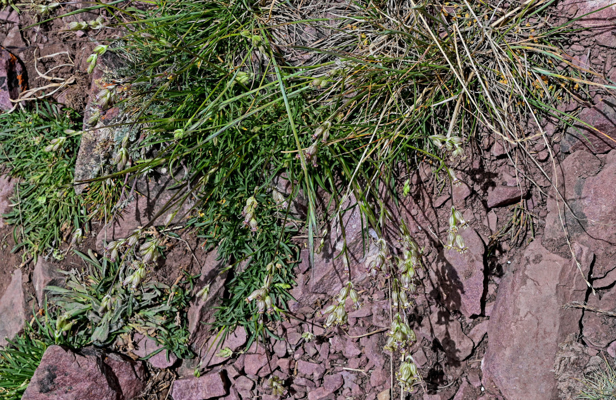 Изображение особи Silene graminifolia.