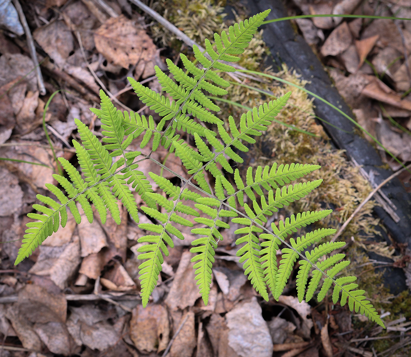 Изображение особи Gymnocarpium robertianum.