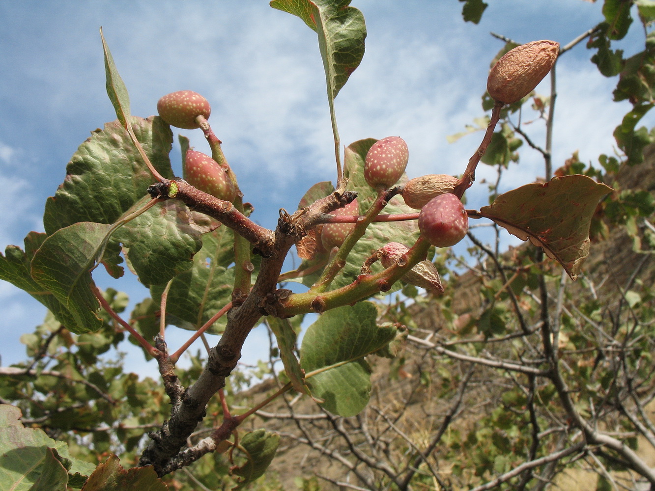 Image of Pistacia vera specimen.