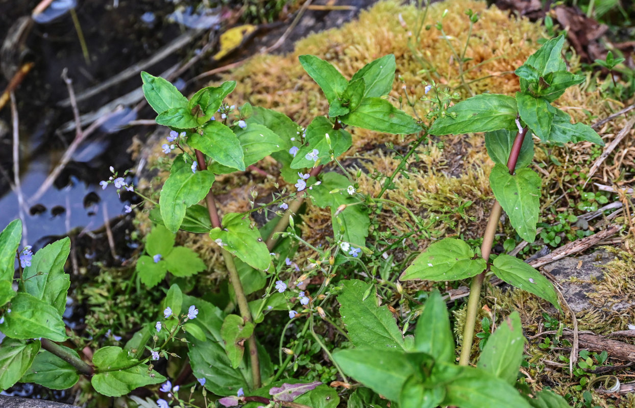 Image of Veronica americana specimen.