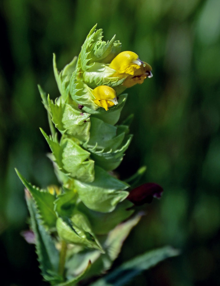 Изображение особи род Rhinanthus.