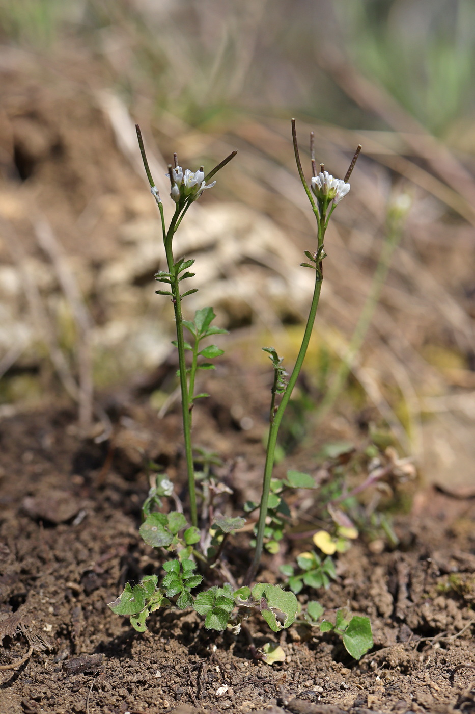 Изображение особи Cardamine hirsuta.